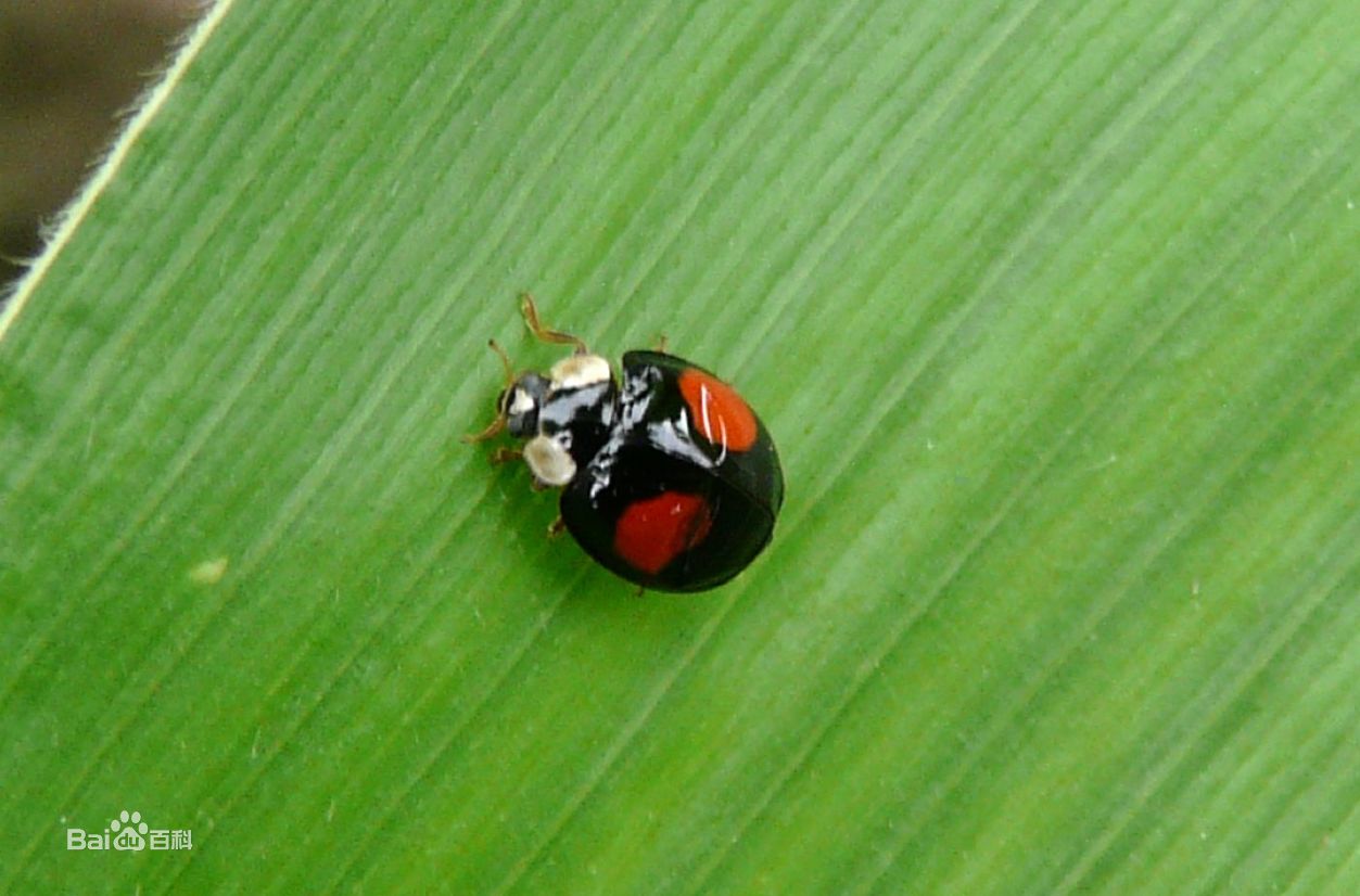 哪些瓢虫是益虫哪些瓢虫是害虫,瓢虫是害虫还是益虫怎么区分