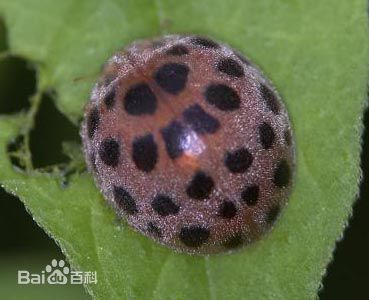 哪些瓢虫是益虫哪些瓢虫是害虫,瓢虫是害虫还是益虫怎么区分