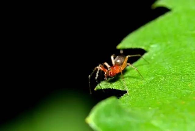 怎么预防植物长虫子,夏天植物爱长虫子