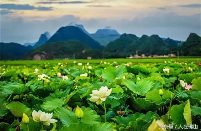 佛山西站出发动车直达！九月的普者黑，美成一幅脱俗的3D田园画~