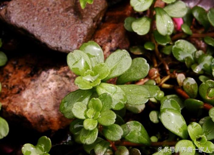 养鸡秘诀,养鸡最好的四种粮食