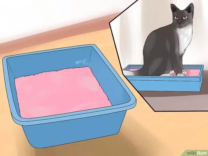 领养的新猫到家后的正确流程,怎么把新猫带回家