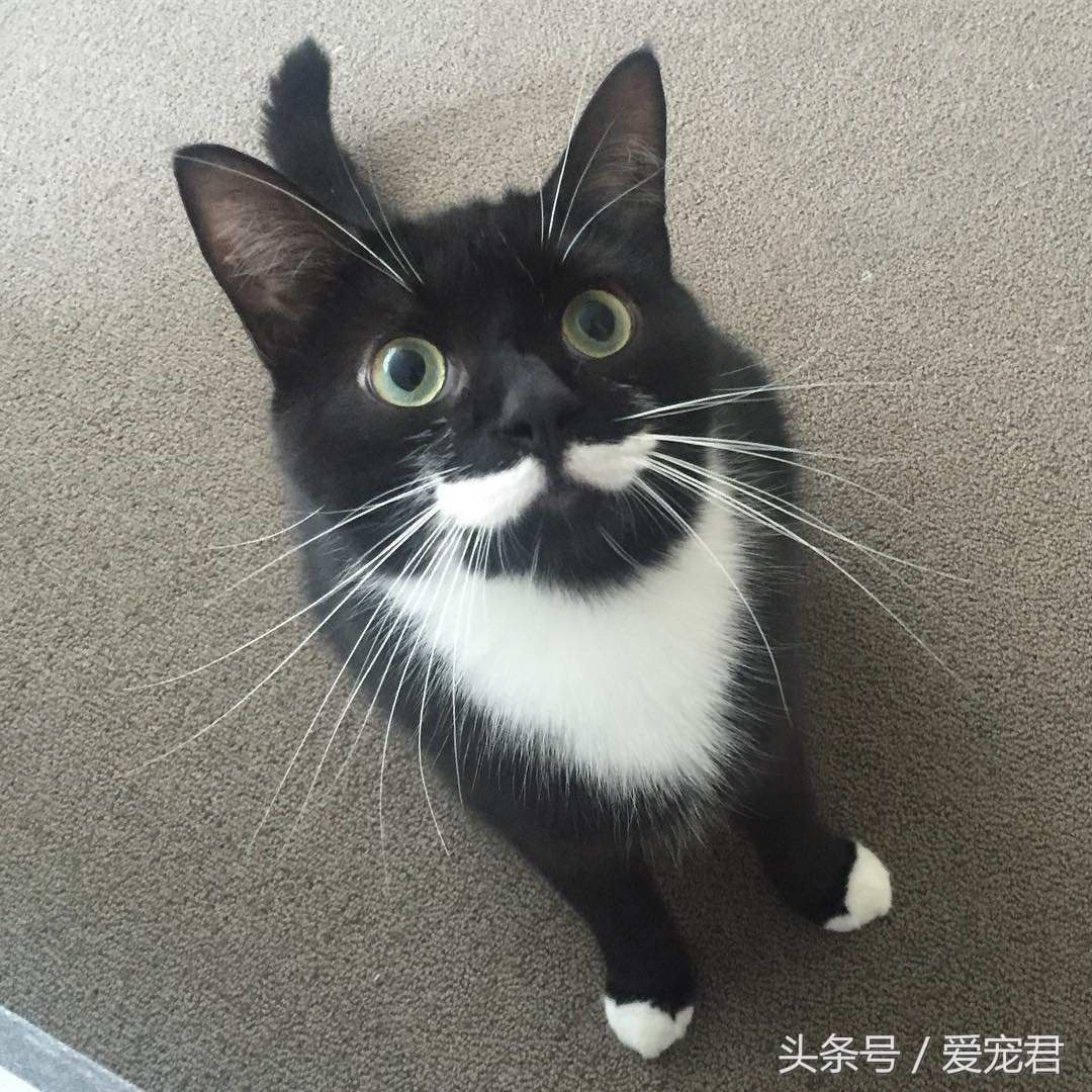 猫咪什么都不干什么情况,喵星人为什么不正经