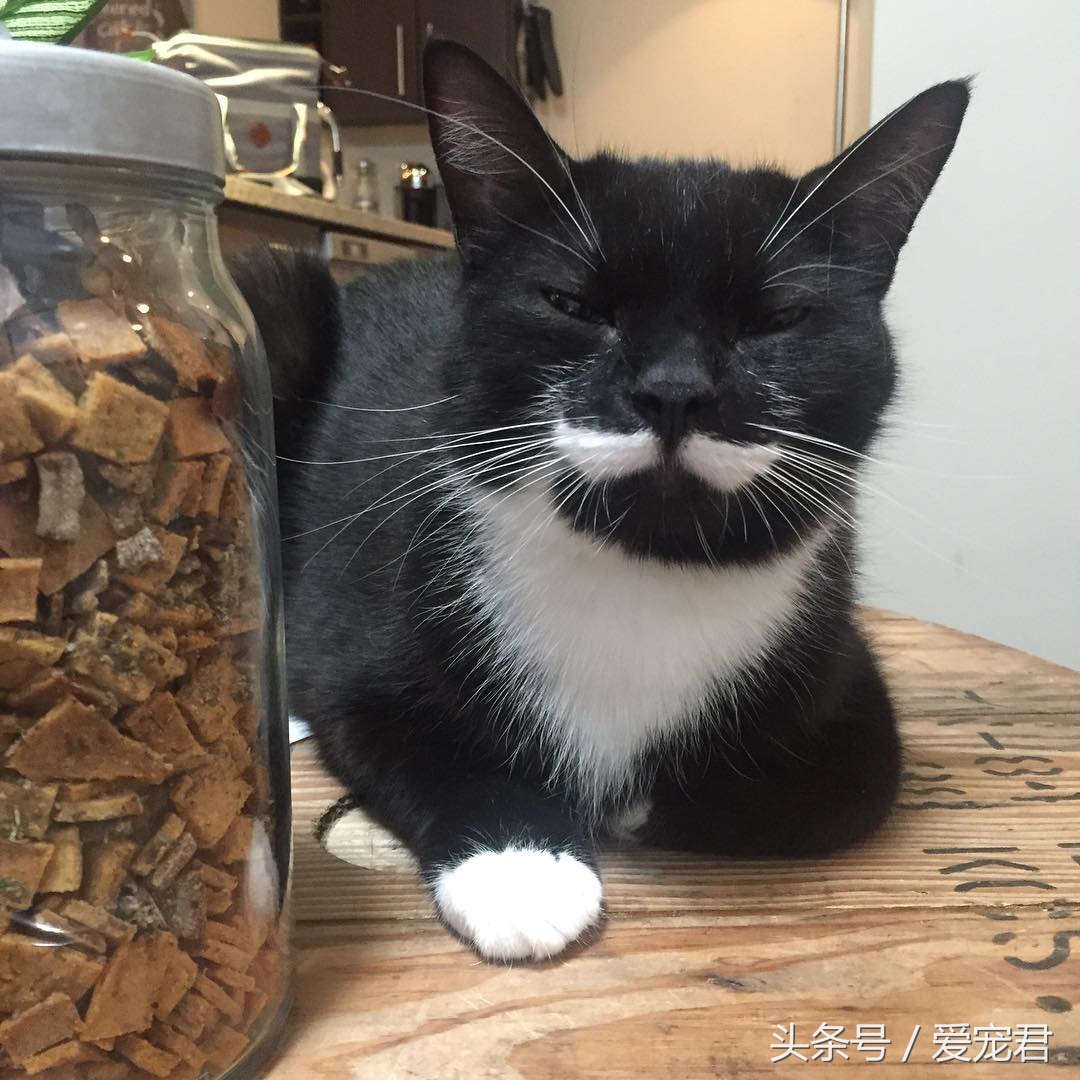 猫咪什么都不干什么情况,喵星人为什么不正经