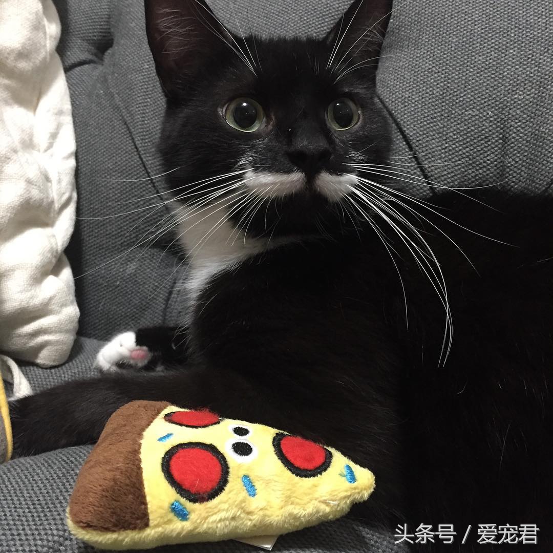 猫咪什么都不干什么情况,喵星人为什么不正经