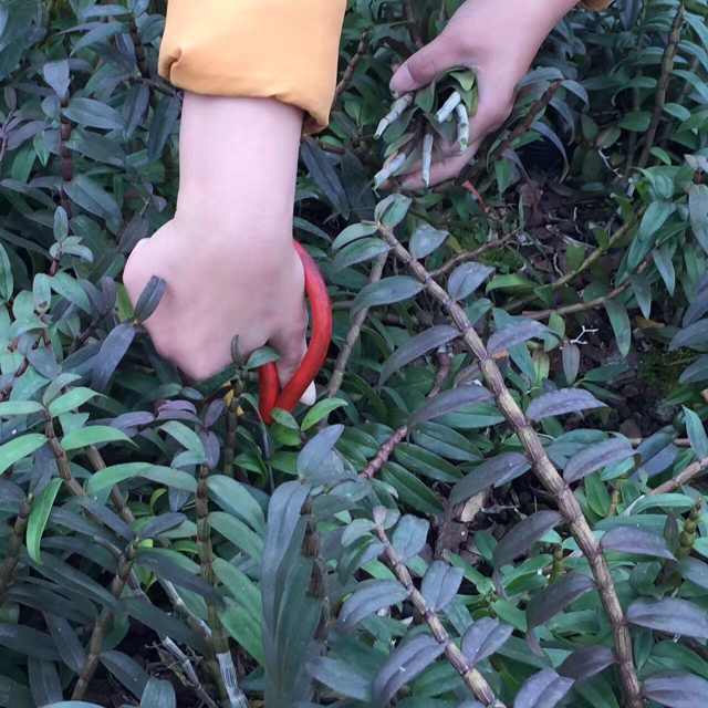 鲜石斛条,铁皮石斛鲜条生长时间越长越好吗