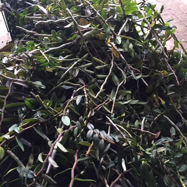 鲜石斛条,铁皮石斛鲜条生长时间越长越好吗