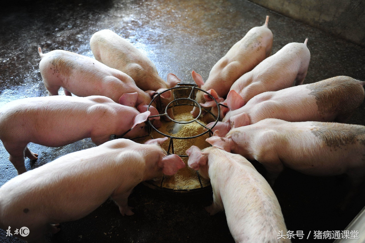 林可霉素和链霉素合用起什么作用,林可霉素在养殖中的妙用你知道吗