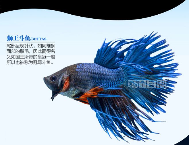 打我蓝buff，生气时萌萌哒，那些难得一见却美的令人窒息的观赏鱼