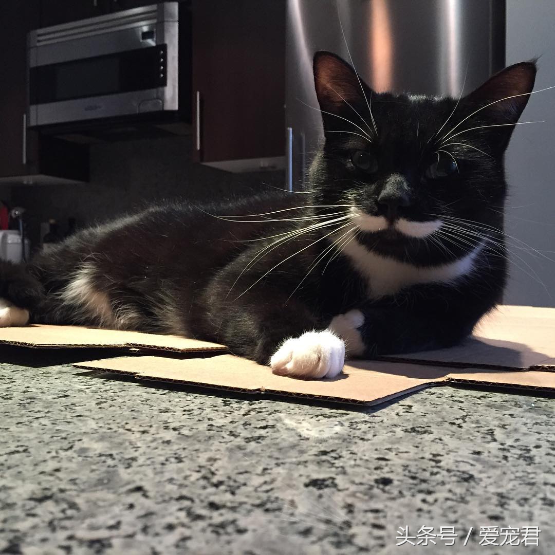 猫咪什么都不干什么情况,喵星人为什么不正经