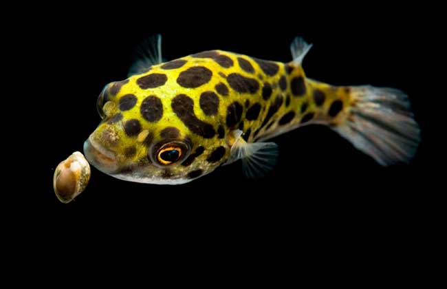 打我蓝buff，生气时萌萌哒，那些难得一见却美的令人窒息的观赏鱼