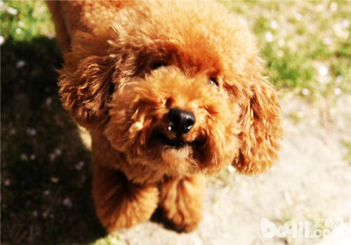 布置狗窝有讲究,泰迪狗窝用什么垫子最好