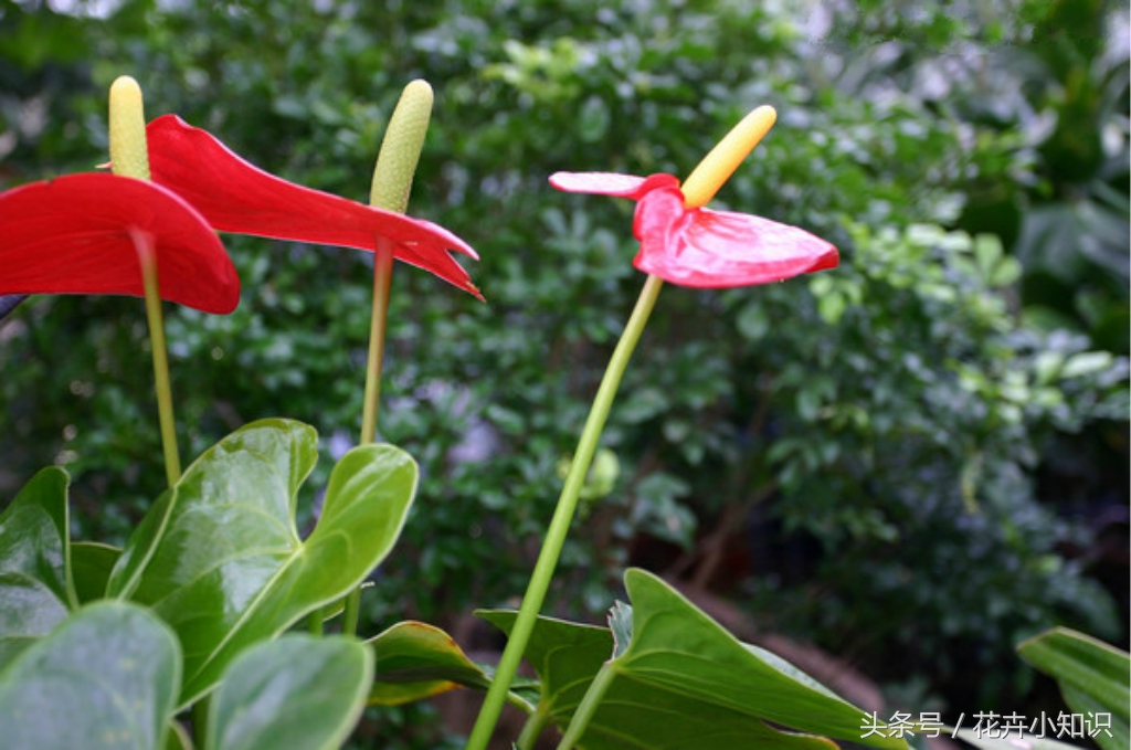 红掌叶片发黄,红掌叶子背面发黄锈斑怎么办