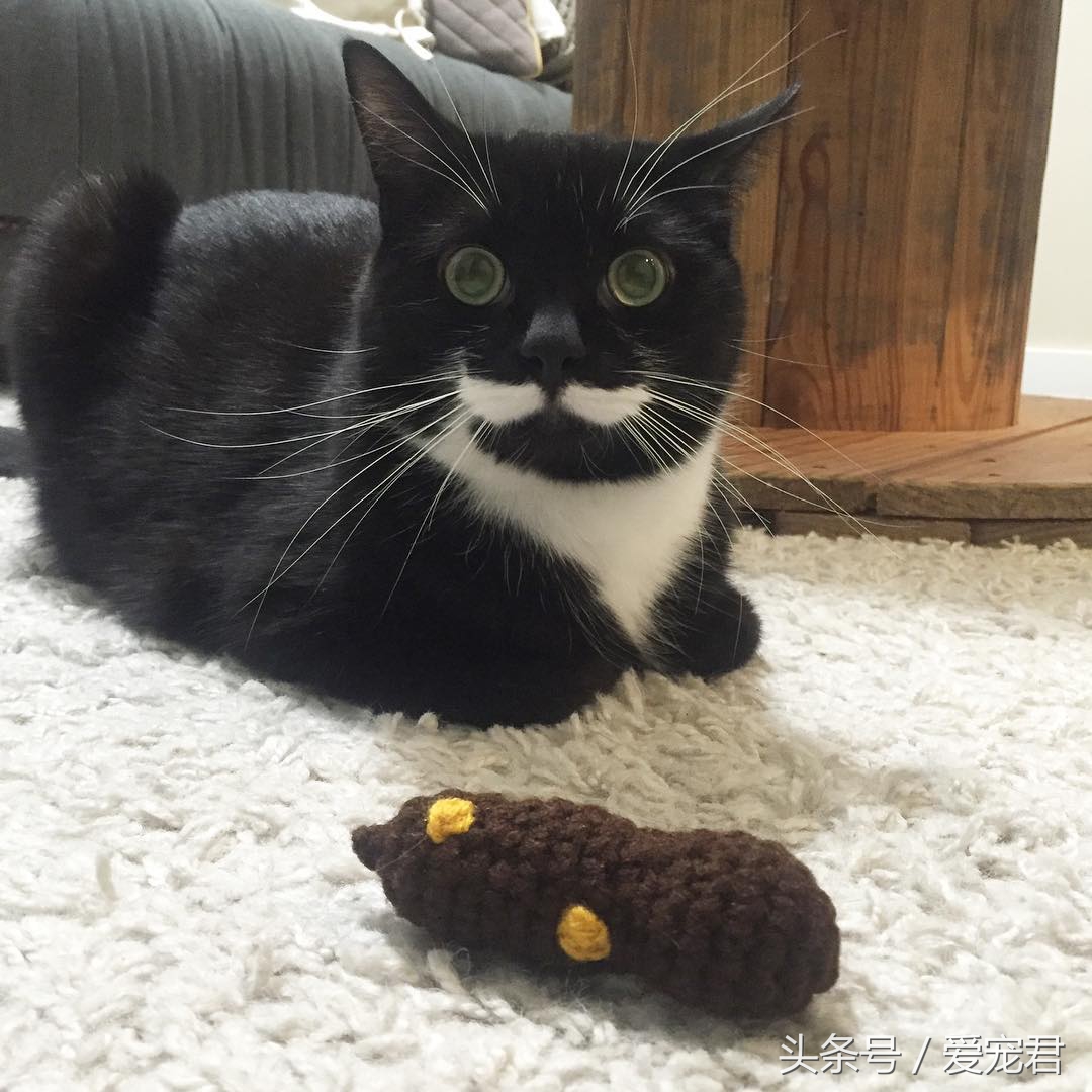 猫咪什么都不干什么情况,喵星人为什么不正经