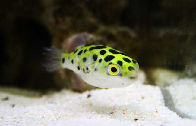 打我蓝buff，生气时萌萌哒，那些难得一见却美的令人窒息的观赏鱼