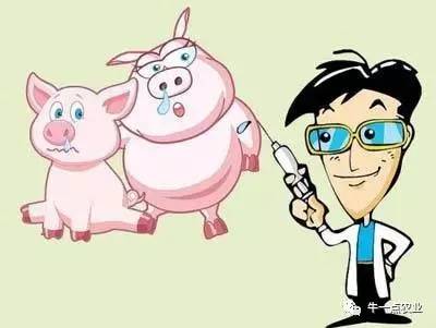 养好猪关键的几个步骤,养猪病大全及治疗方法