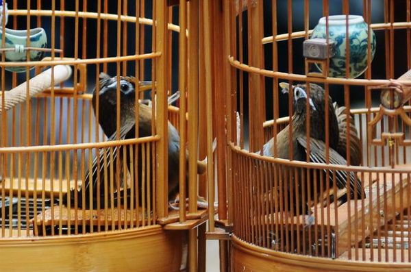 怎么判断画眉鸟是唱鸟还是斗鸟,画眉斗鸟是如何训练的