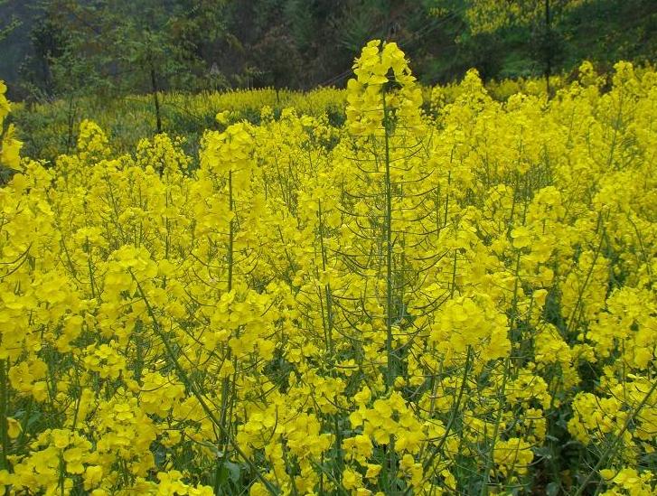 100种农业经济作物,有哪些种植业赚钱的