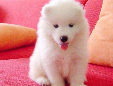 买宠物狗怎么检测狗的健康状况,购买宠物怎么辨别是否健康