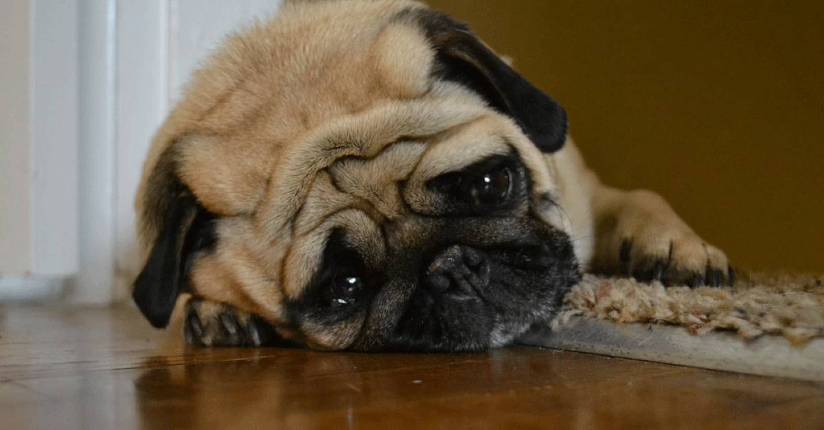 不要吼叫，不要打骂，怎样用非惩罚的方式停止狗狗吠叫？