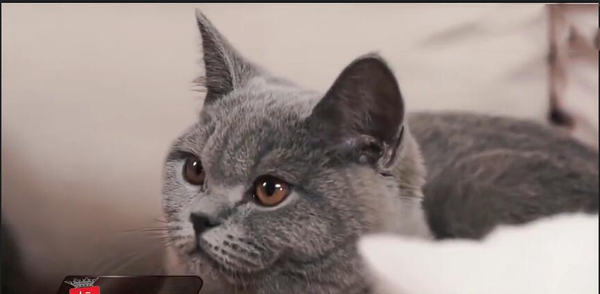 中国最贵的十种宠物猫,最贵的宠物猫有哪些