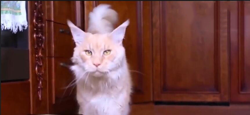 中国最贵的十种宠物猫,最贵的宠物猫有哪些