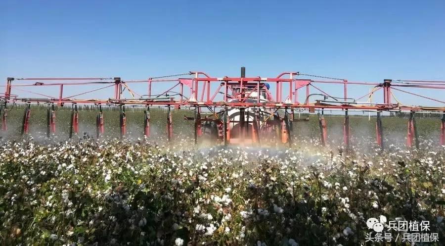 乙烯利催熟剂西瓜专用,乙烯利催熟棉花温度