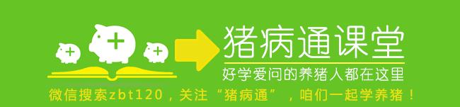 公猪精子稀释是怎么回事,公猪原精与稀释液的一般比例