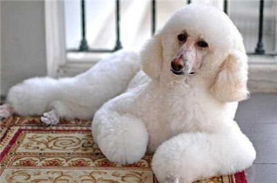 大巨型贵宾犬多少钱一只,巨型贵宾犬价格多少钱一只