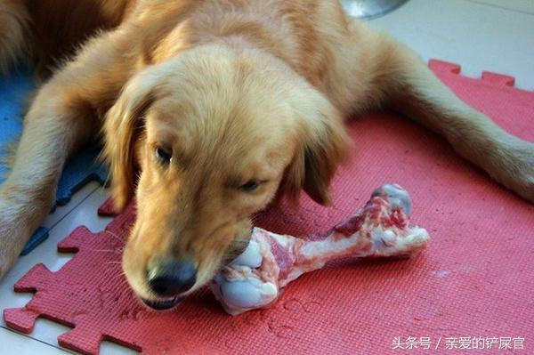 狗狗防偷吃的最佳方法,狗狗喜欢偷鞋子怎么办