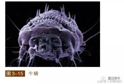 牛疥螨最快消除方法,治牛身上虱子螨虫用什么药好