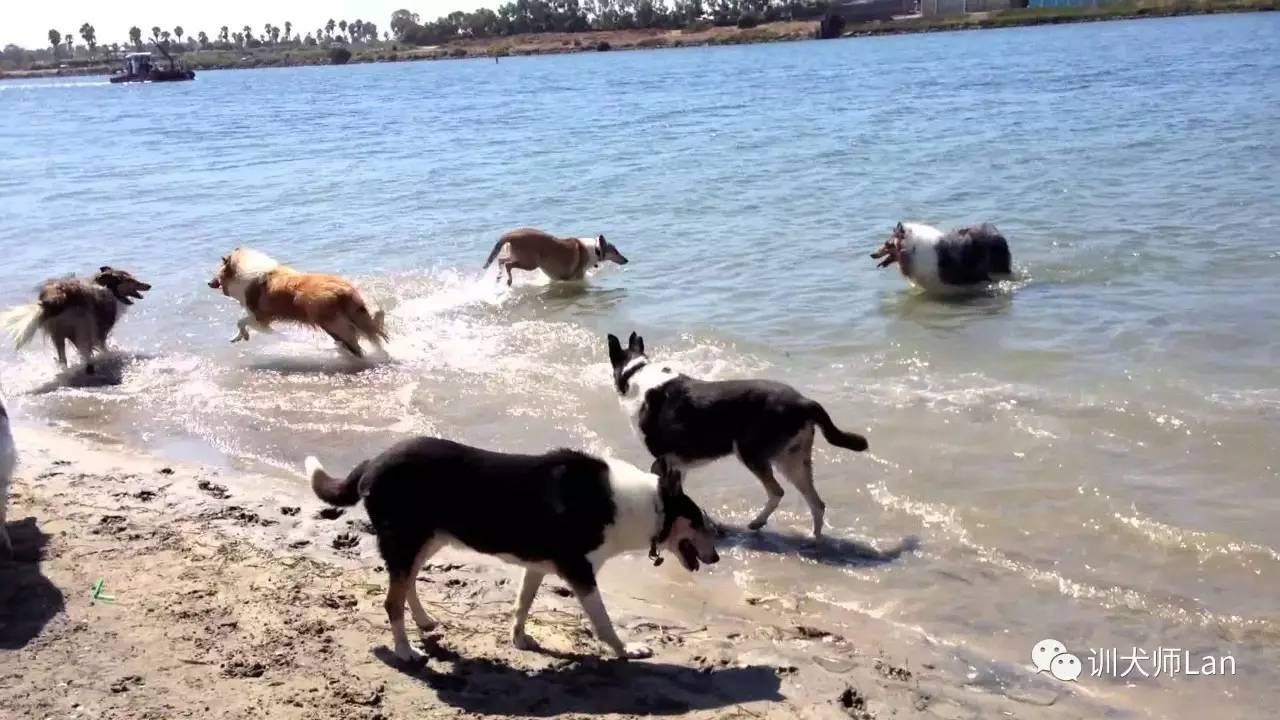 不要吼叫，不要打骂，怎样用非惩罚的方式停止狗狗吠叫？