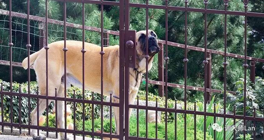 不要吼叫，不要打骂，怎样用非惩罚的方式停止狗狗吠叫？