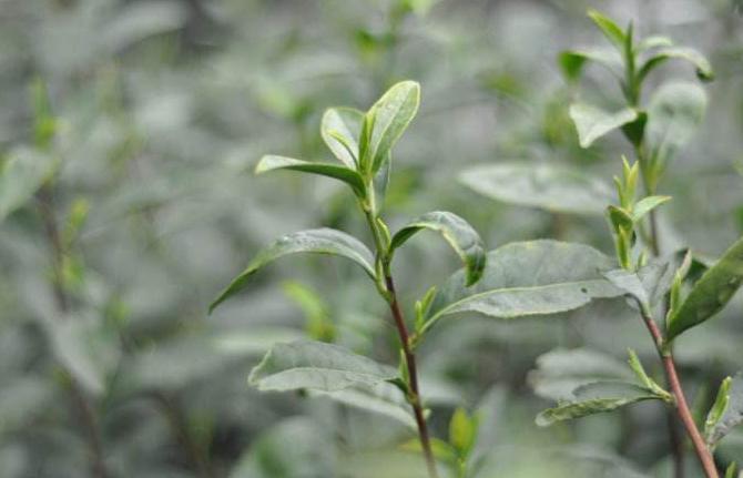 100种农业经济作物,有哪些种植业赚钱的