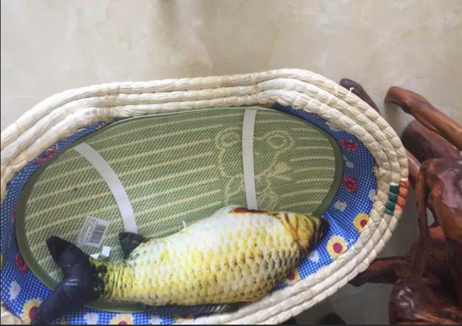 捡到200多只小猫,取快递碰到的小猫