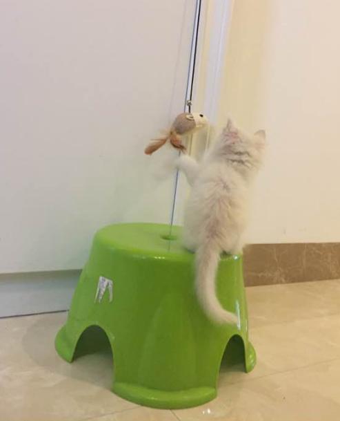 捡到200多只小猫,取快递碰到的小猫