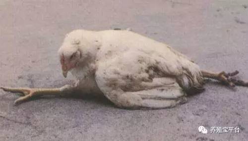 鸡腿部疾病产生的原因及预防措施,鸡腿部青紫是什么病