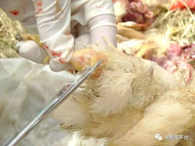 鸡腿部疾病产生的原因及预防措施,鸡腿部青紫是什么病