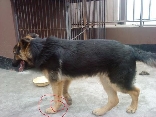 德牧幼犬趴蹄该咋治,惠比特幼犬趴蹄怎么办
