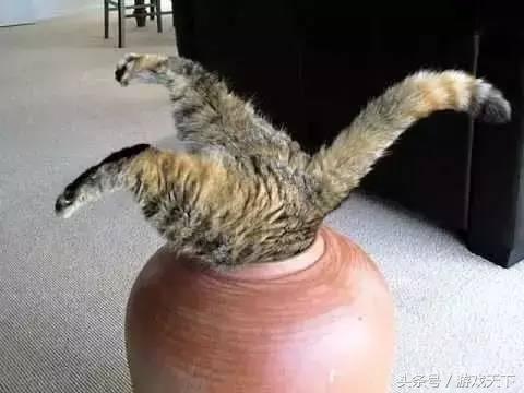 变戏精的猫,风情万种的猫