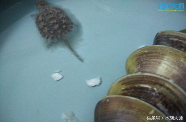 养的龟长毛了,我的龟