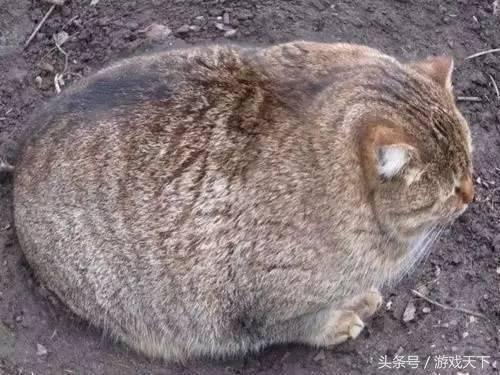 变戏精的猫,风情万种的猫