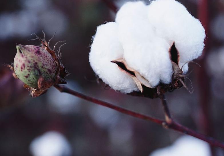 100种农业经济作物,有哪些种植业赚钱的