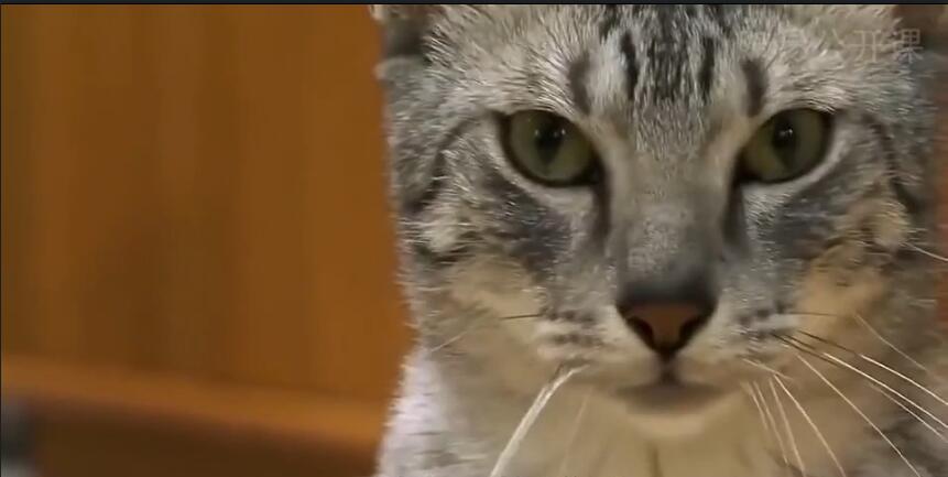 中国最贵的十种宠物猫,最贵的宠物猫有哪些