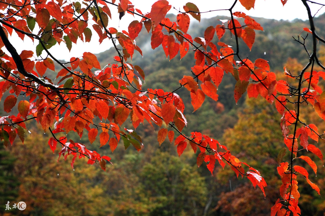 2017242期福彩3D：直落号斜连号隔期号都比较重要