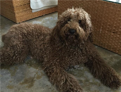 大巨型贵宾犬多少钱一只,巨型贵宾犬价格多少钱一只