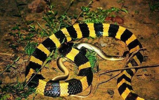 最毒的蛇怕什么,最毒的毒蛇银环蛇