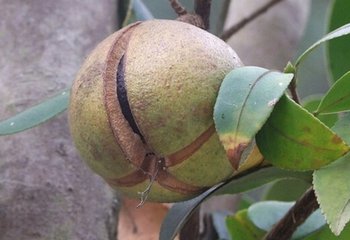 长湿疹怎么一挠一个包,长了湿疹全身痒的不行有什么办法