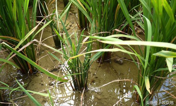水稻产生黑根的原因是什么,水稻黑粒怎么治疗最好
