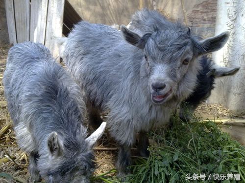 宠物羊怎么养殖,宠物羊养殖技术
